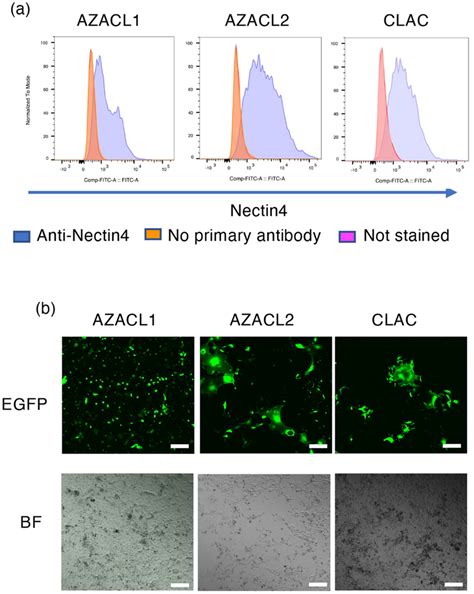 The expression of nectin-4 and the infection of rMV-SLAMblind in canine ...
