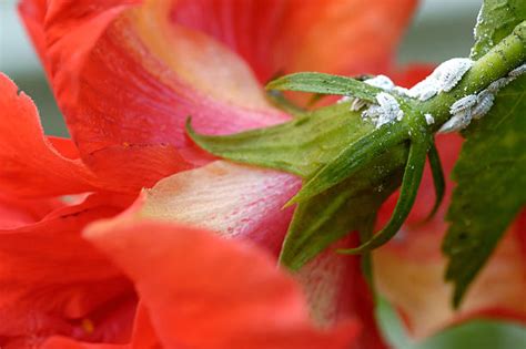 60 Aphids On Hibiscus Stock Photos Pictures And Royalty Free Images