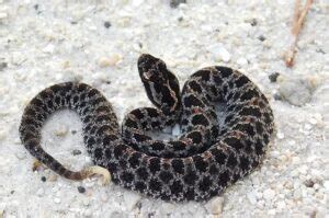 Dusky Pygmy Rattlesnake Facts, Description, Diet, and Pictures