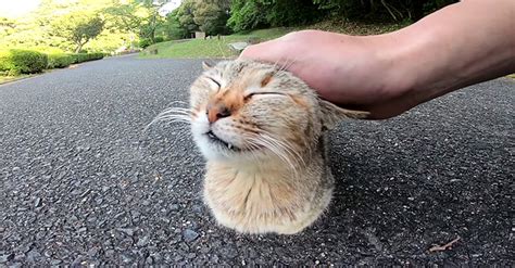 手足を全く見せない野良猫さん。愛らしい香箱座りでナデナデを堪能し続ける姿が可愛すぎる ´艸`♡ エウレカ！