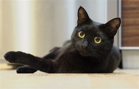 Los gatos negros son mucho más que protagonistas de creencias