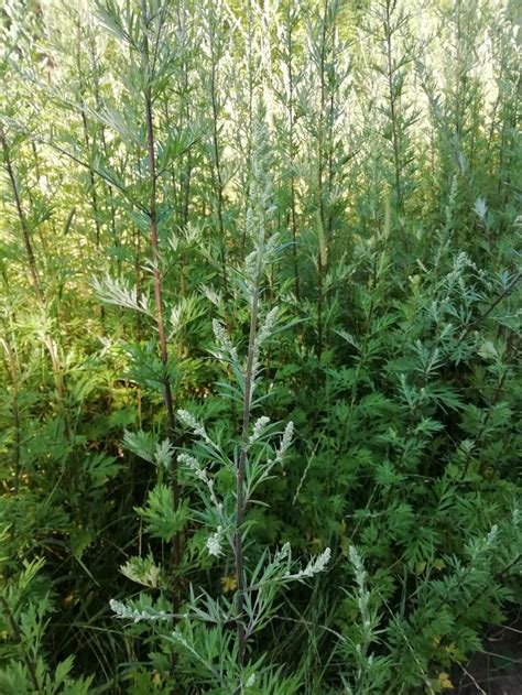 Artemisia Vulgaris