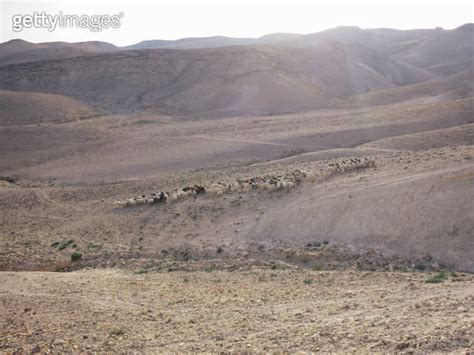 Bedouin flock of sheep in Negev Desert Israel 이미지 1335074326 게티이미지뱅크