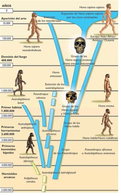 Evolucion Homo Sapiens