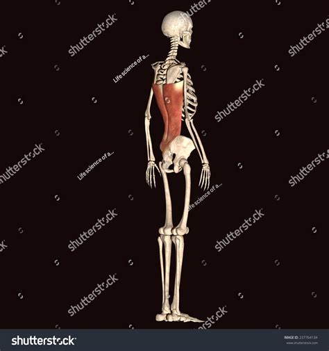 Man Muscles Anatomy Side View Stock Illustration 237764134 | Shutterstock