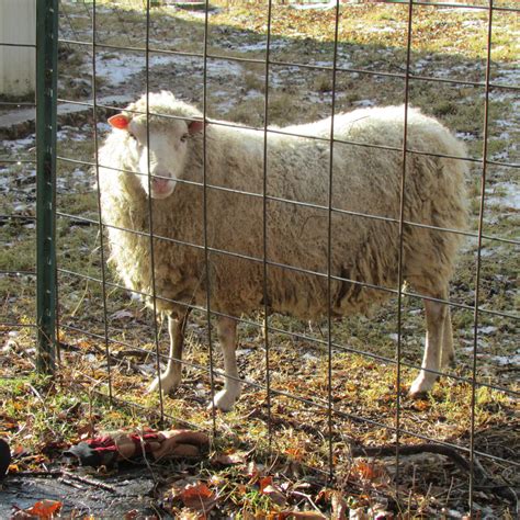 Finnsheep | Maryland Sheep and Wool Festival