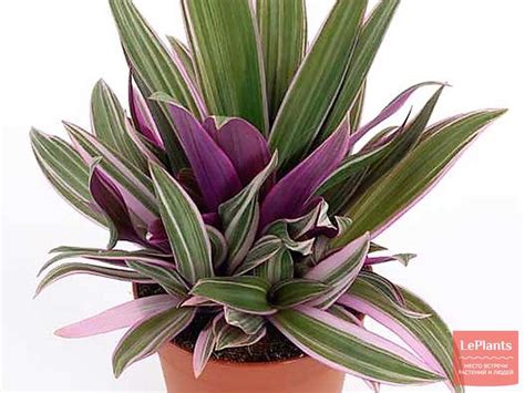 Традесканция разноцветная (Tradescantia discolor) — описание ...