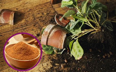 Truco Para Curar Las Heridas De Las Plantas Con Canela R Pido Y F Cil