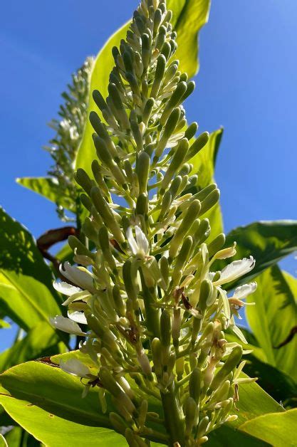 Galangal Rhizome Evergreen Thai Ginger Greater Galangal Alpinia