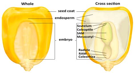 Corn Kernel Diagram