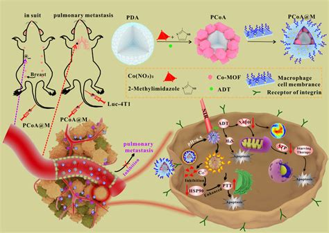 Synthesis And Antitumor Mechanism Of PCoA M 1 PDA Co MOF And ADT Were