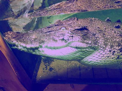 Submit To Self Destruction Fed Some Big Ass Crocodiles Being Up Close And