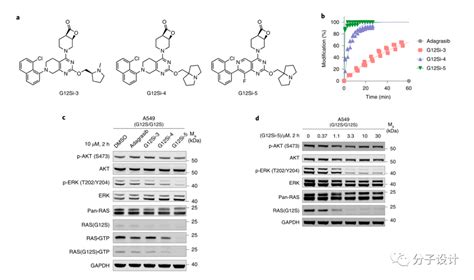 靶向KRAS G12S的抑制剂设计与发现 蛋白 结果显示 结构
