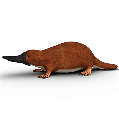 Platypus Venom Stock Photos, Pictures & Royalty-Free Images - iStock