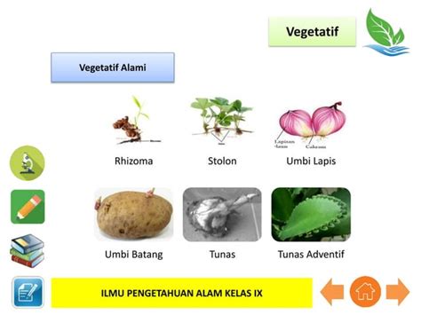 Ppt Reproduksi Tumbuhan Dan Hewan Pptx