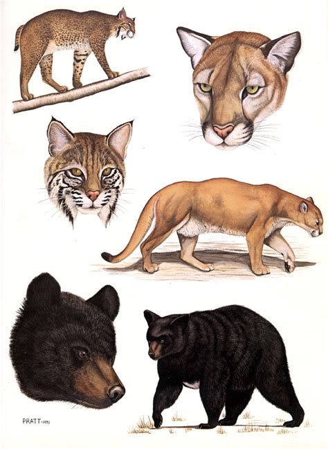 Cats And Bear Plate 13 The Mammals Of Louisiana And Its Adjacent