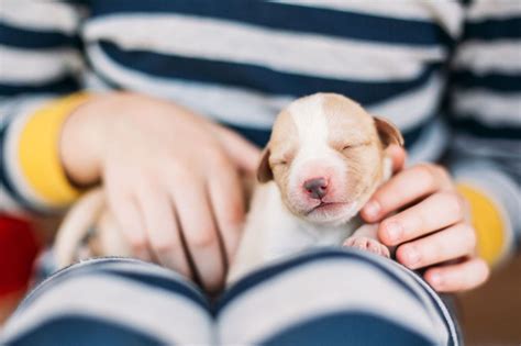 Cu Ndo Abren Los Ojos Los Cachorros