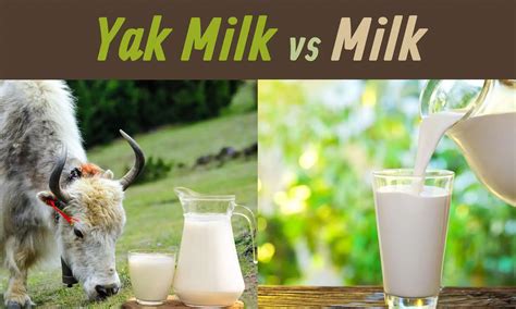 Yak Milk vs Milk: Which Is Better? - The Coconut Mama