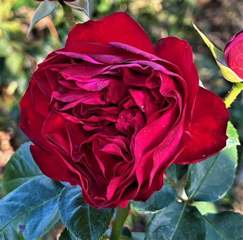 Palatina Traviata Rose Palatine Fruit And Roses