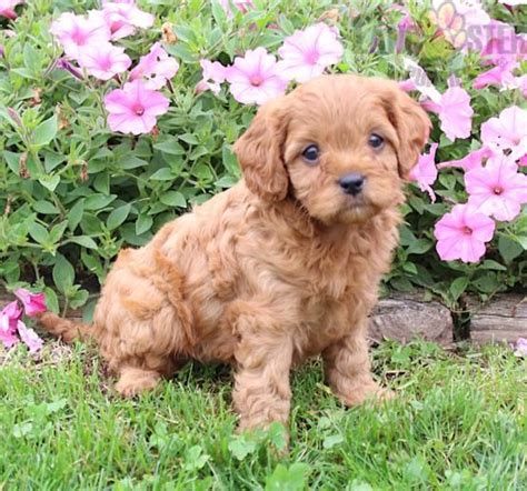 Cavapoo Puppies For Sale Artofit