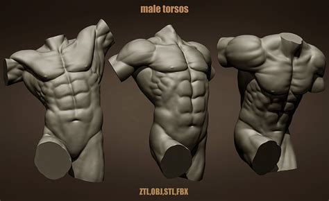 Male Torsos 3D Model CGTrader