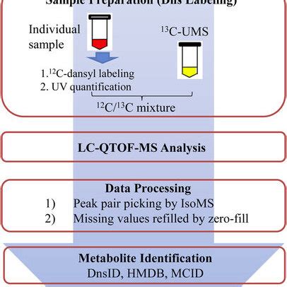 Workflow Of High Performance CIL LC MS For Metabolomic Profiling And