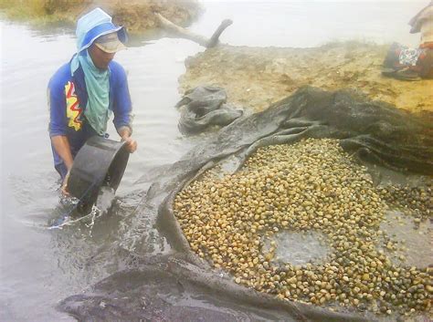 Peluang Bisnis Budidaya Kerang Darah Di Tambak