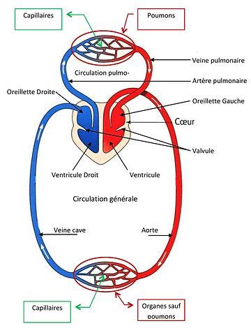 Hippologie l appareil circulatoire le cœur et la prise de sang
