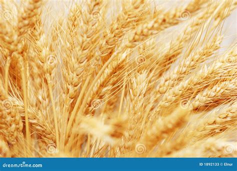 Wheat Ears Isolated Stock Image Image Of Healthy Bread 1892133