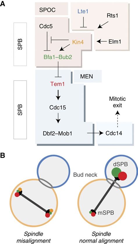 Men And Spoc A Schematic Representation Of Men And Spoc Pathways