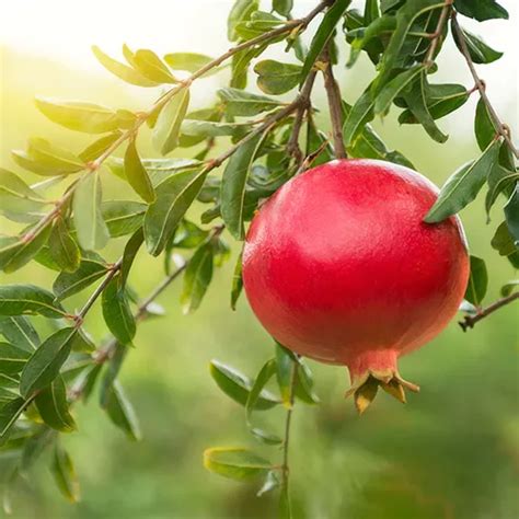 9 Of The Best Pomegranate Varieties To Grow At Home