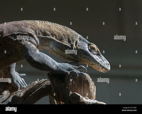 Profilo Del Drago Di Komodo Immagini E Fotografie Stock Ad Alta