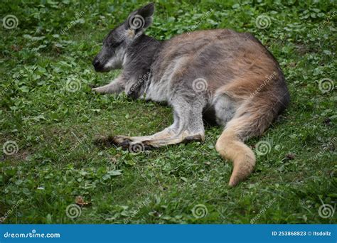 Australian Kangaroo At The Cleveland Ohio Zoo Stock Image Image Of