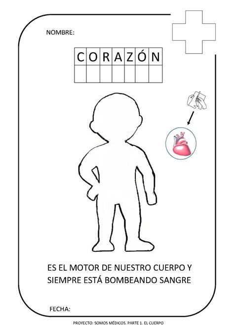 Maqueta Del Corazon 2
