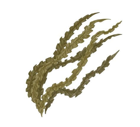 Premium Vector Brown Laminaria Alga Or Kelp Edible Seaweed Natural