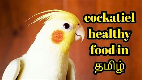 Cockatiel African Lovebird Breeding Food In Tamil 48 OFF