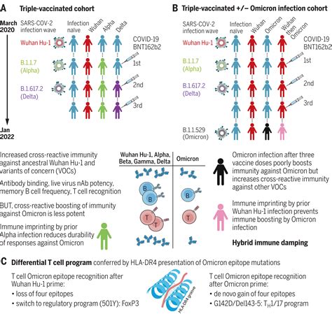 Immune Boosting By B Omicron Depends On Previous Sars Cov