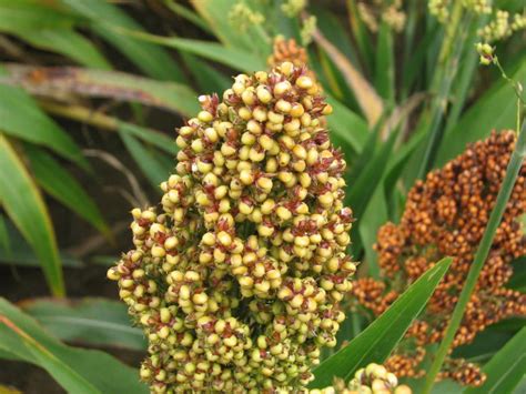 Comparing Sorghum Silage vs Corn Silage | Crop Science US