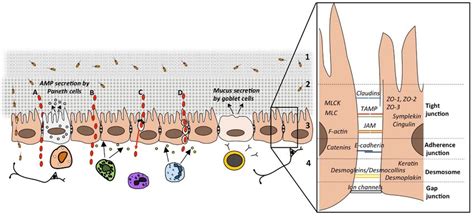 A Schematic Drawing Of The Intestinal Barrier And Passage Routes Across Download Scientific