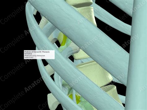 Pedicle of Eleventh Thoracic Vertebra (Right) | Complete Anatomy