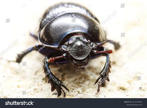 Earthboring Dung Beetle Geotrupes Stercorarius Macro Stock Photo