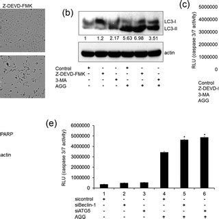 The Relationship Between Agg Induced Apoptosis And Autophagic Cell