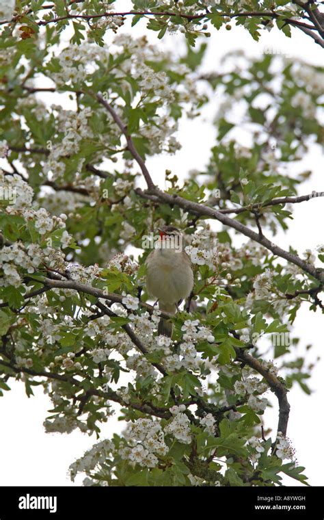 Sedge Warbler Acrocephalus Schoenobaenus Male Singing In Hawthorn Tree