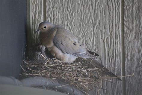 baby mourning dove care - Selfless Profile Fonction