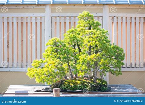 Japanese Bonsai Tree In Omiya Bonsai Village Stock Image Image Of