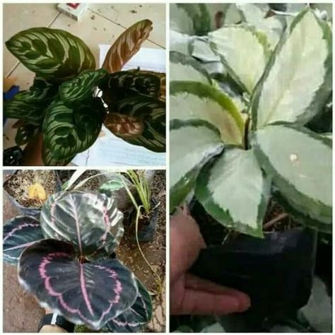 Jual Paket Tanaman Hias Calathea Makoyana Black Lipstik Dark Star