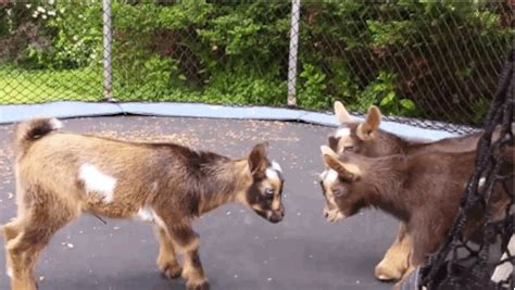 Baby Pygmy Goat Jumping Gif