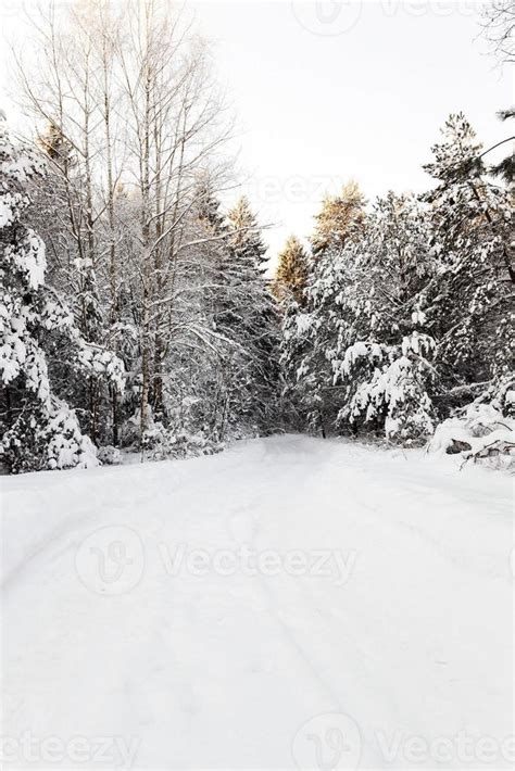 trees in winter 9551255 Stock Photo at Vecteezy