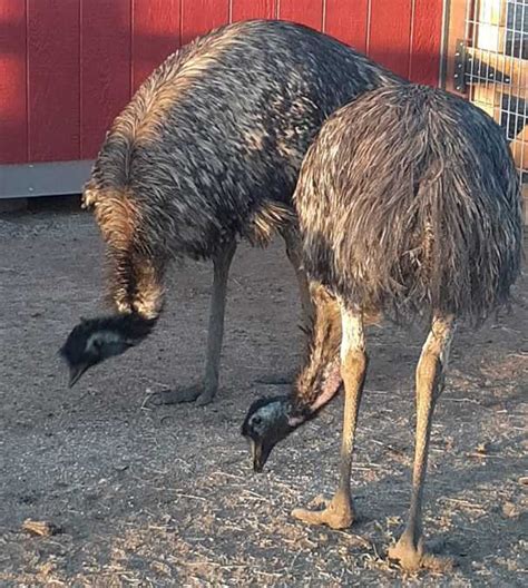 Emus - Boot Ranch Temecula