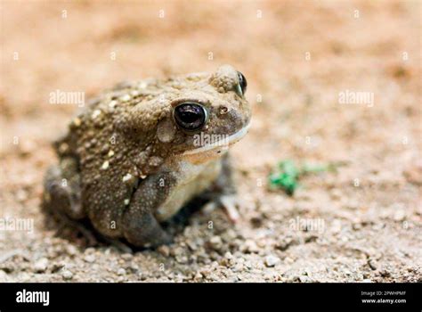 Colorado River Toad Stock Photo Alamy